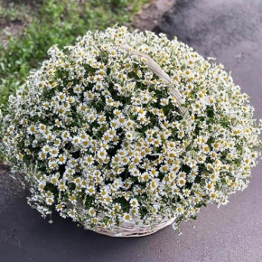 Композиция в корзине из 151 ромашки в Пересвете