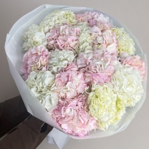 Букет из 17 нежных гортензий в Пересвете