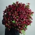 Монобукет из 75 кустовых роз Марун (70 см) в Пересвете